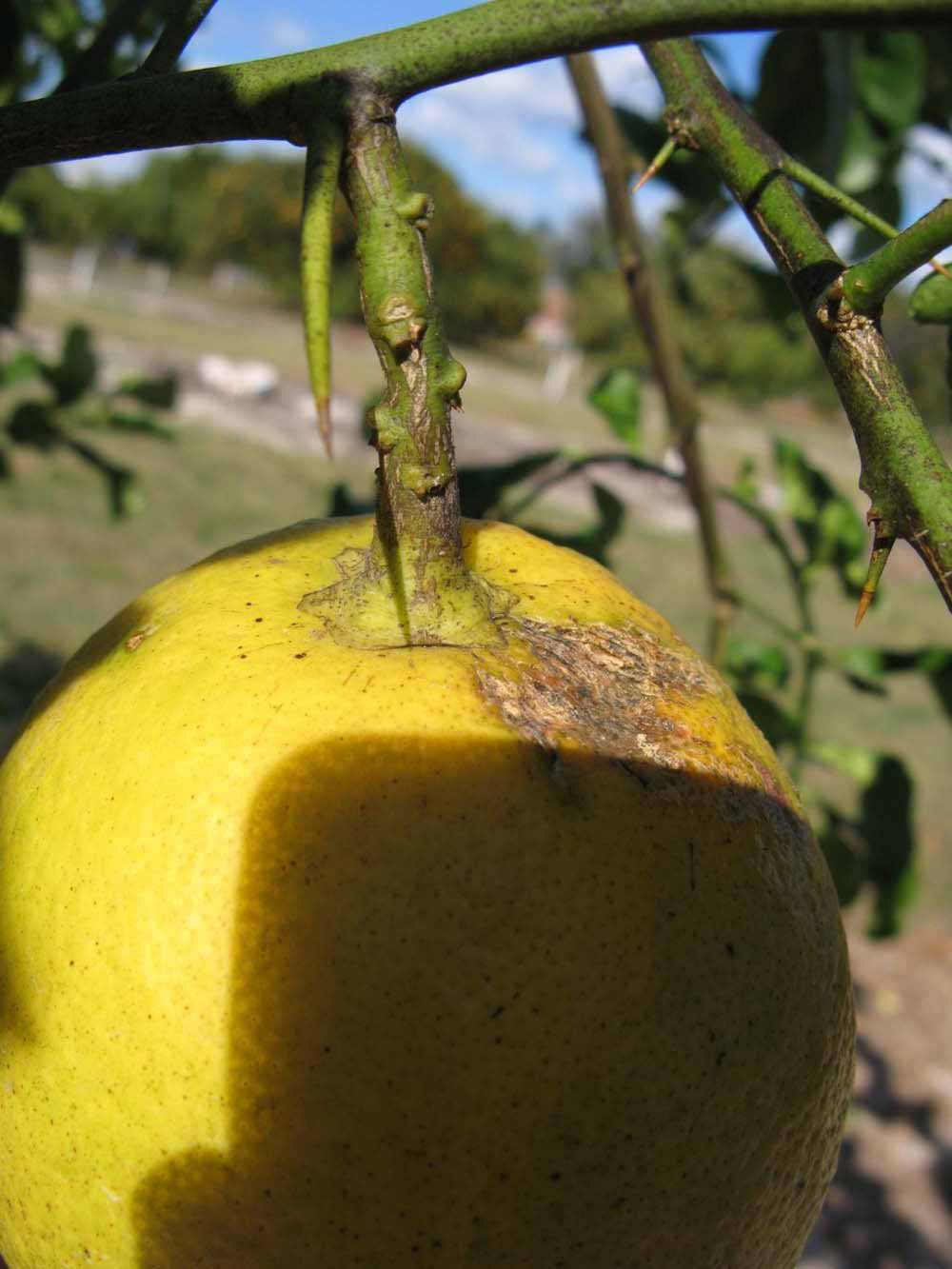              Fruit (Winter Haven, FL)       